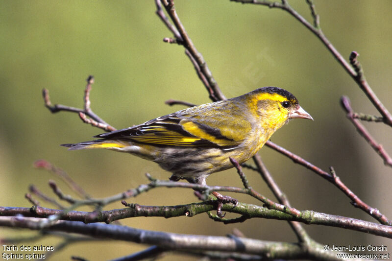 Eurasian Siskin male adult