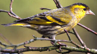 Eurasian Siskin