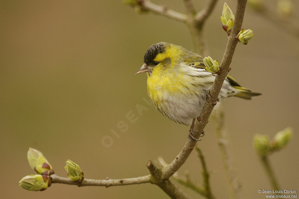 Eurasian Siskin