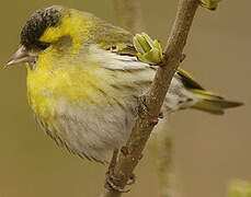 Eurasian Siskin