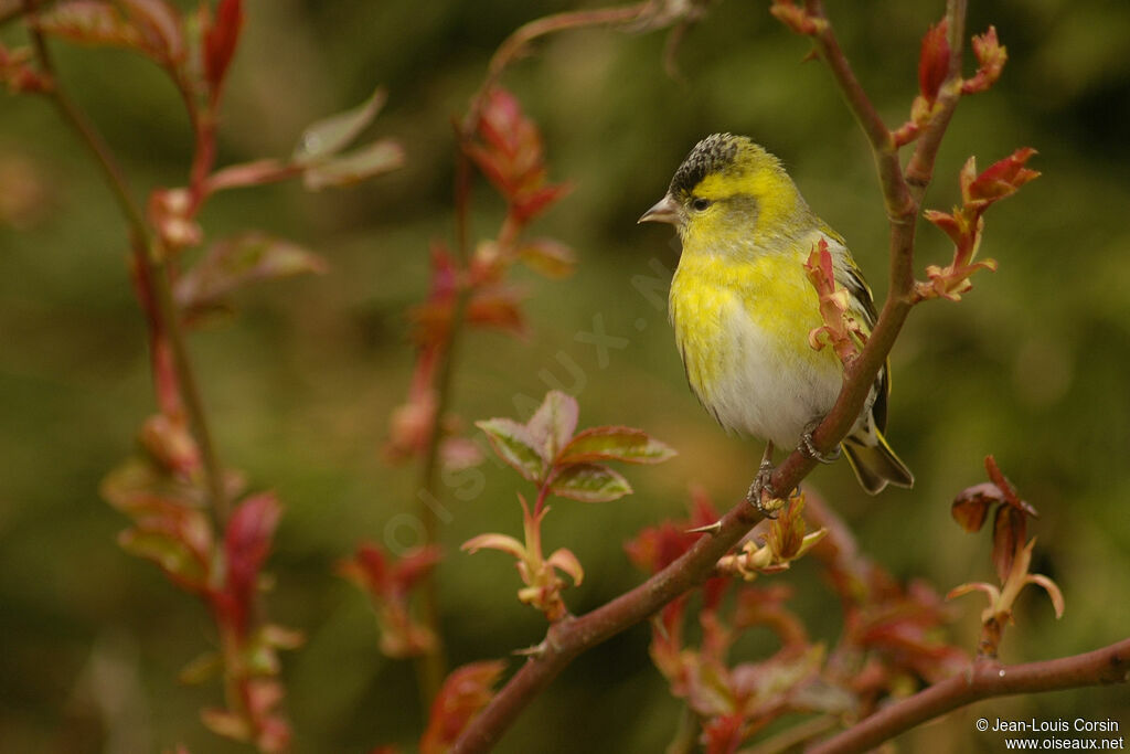 Eurasian Siskin