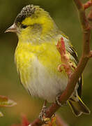 Eurasian Siskin