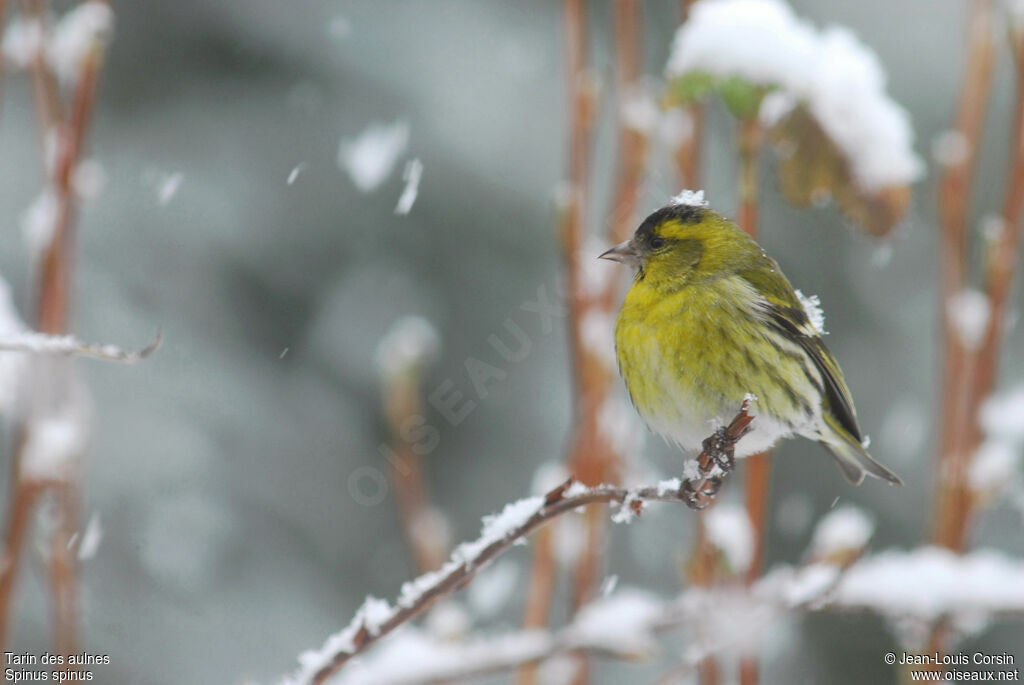 Eurasian Siskin