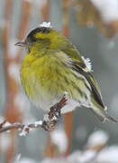 Eurasian Siskin