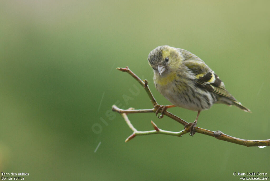 Eurasian Siskin