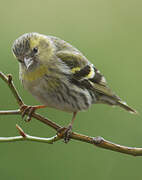 Eurasian Siskin