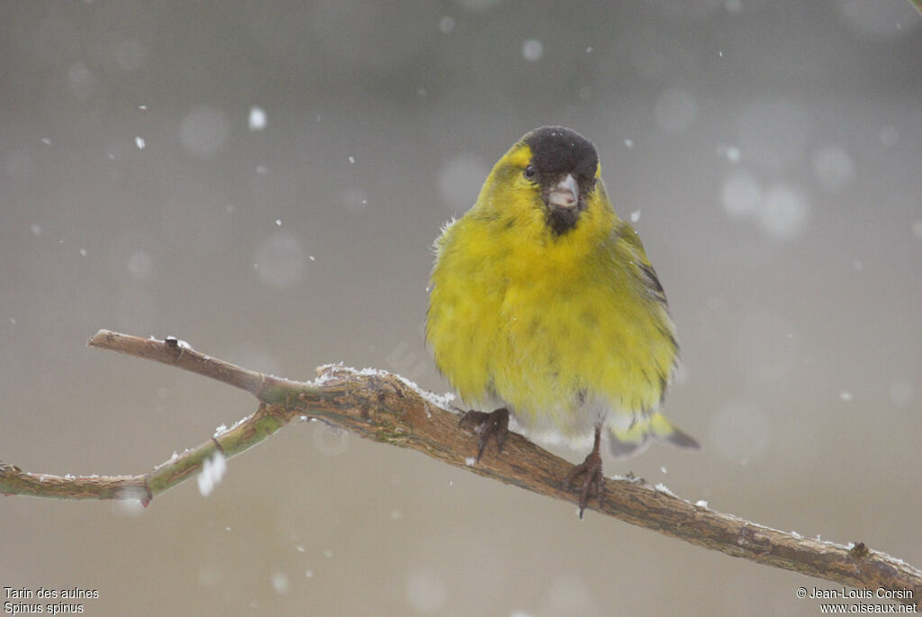 Eurasian Siskin