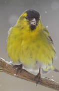 Eurasian Siskin