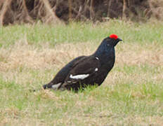 Black Grouse