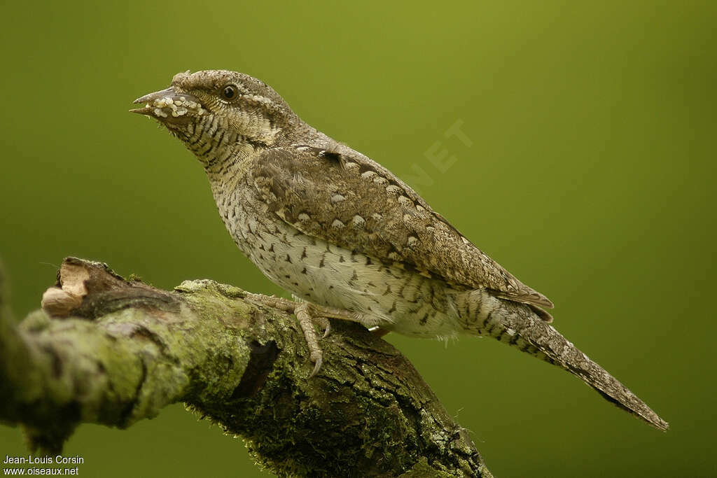 Torcol fourmilieradulte, régime, Nidification