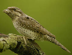 Eurasian Wryneck