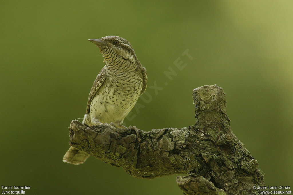 Eurasian Wryneck