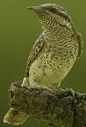 Eurasian Wryneck