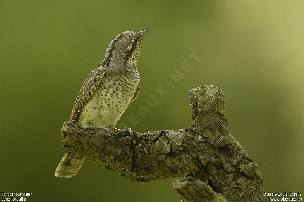 Eurasian Wryneck