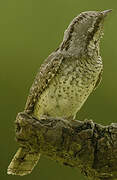 Eurasian Wryneck