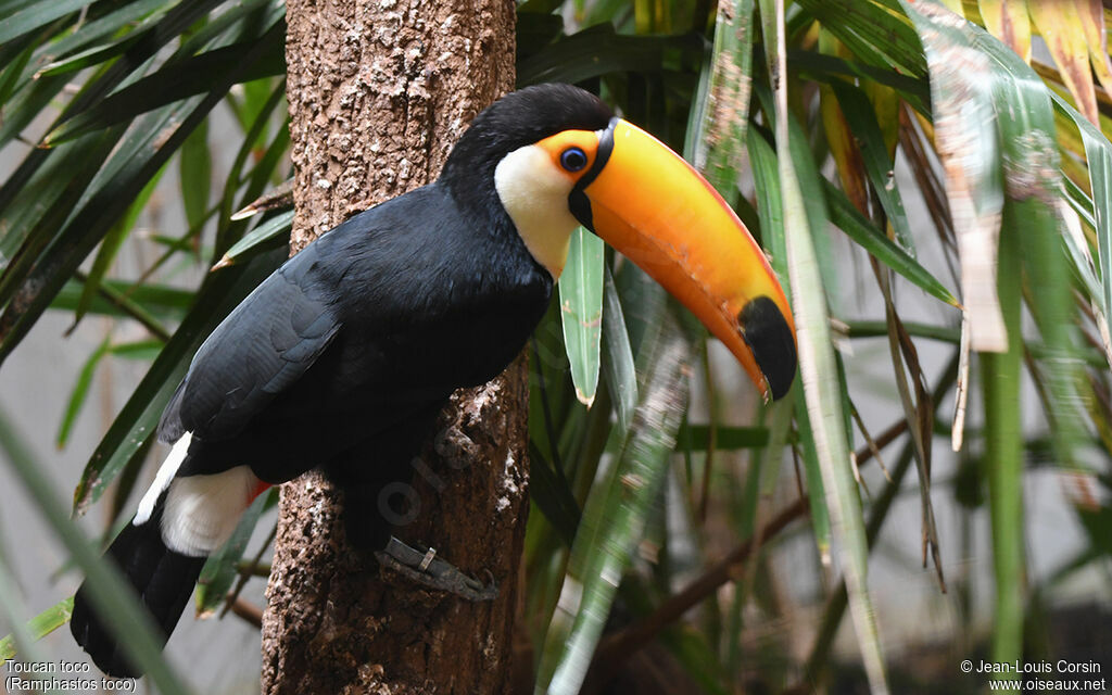 Toucan tocoadulte