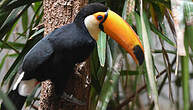 Toucan toco