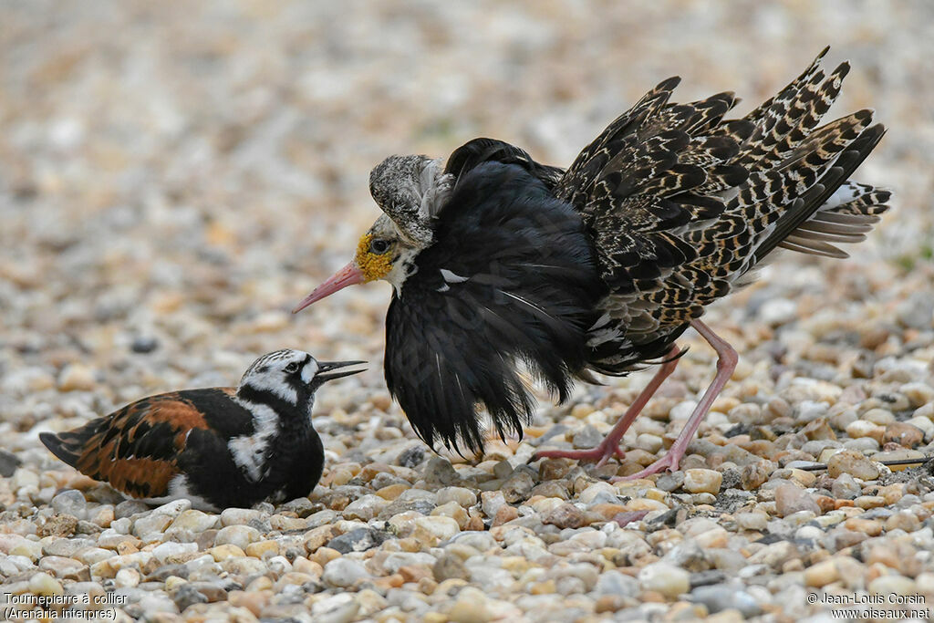 Tournepierre à collier