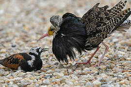 Ruddy Turnstone