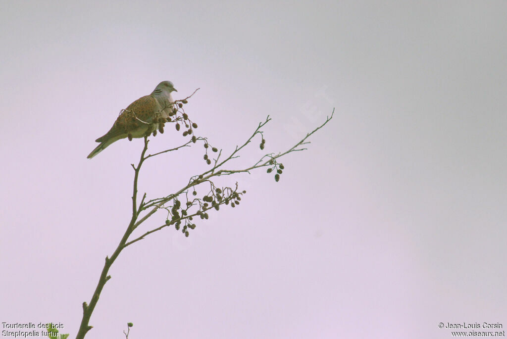 European Turtle Dove