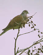 European Turtle Dove