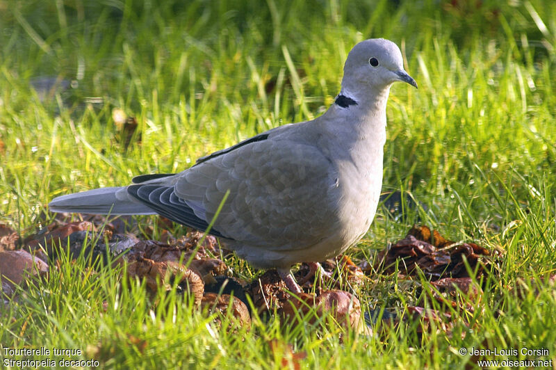 Eurasian Collared Dove male adult