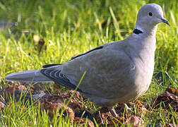 Eurasian Collared Dove