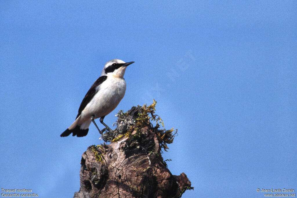 Northern Wheatear male adult