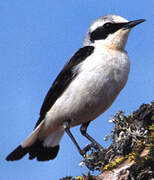 Northern Wheatear