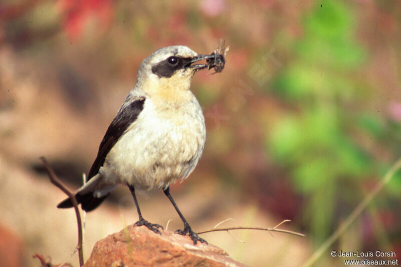 Northern Wheatear