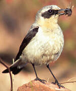 Northern Wheatear