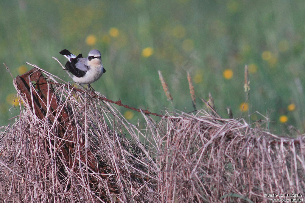 Northern Wheatear