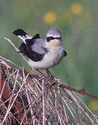 Northern Wheatear