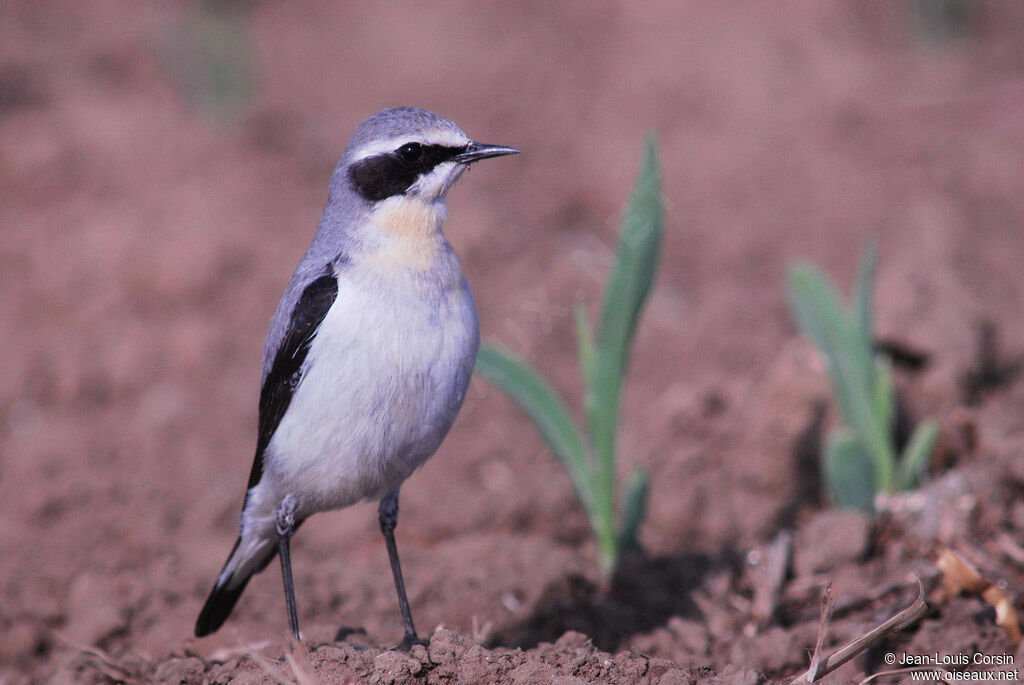 Northern Wheatear