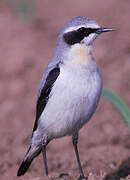 Northern Wheatear