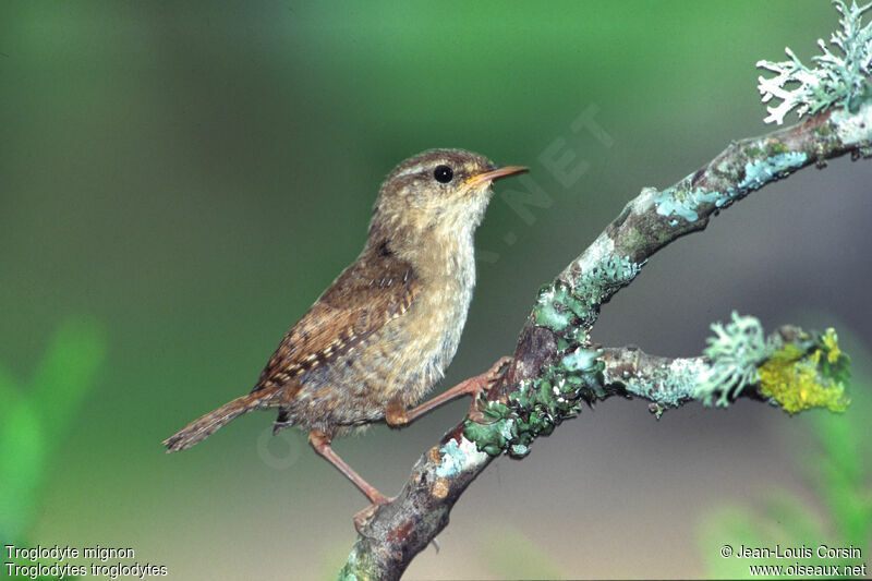 Eurasian Wren