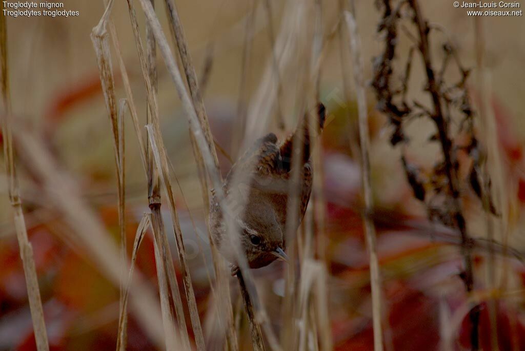 Troglodyte mignon