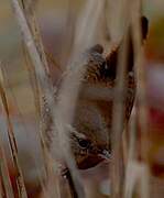 Eurasian Wren