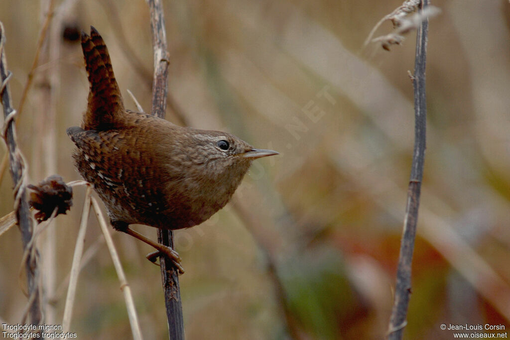 Eurasian Wren, identification