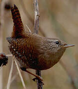 Eurasian Wren