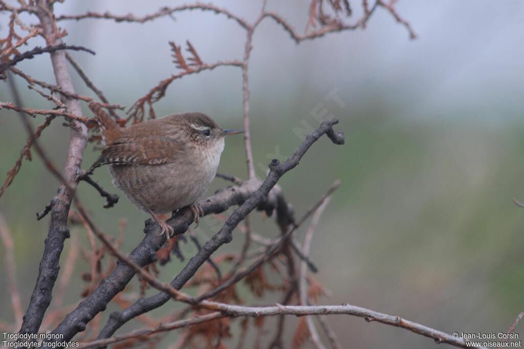 Eurasian Wren