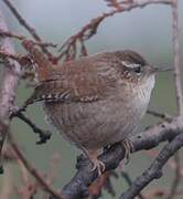 Eurasian Wren