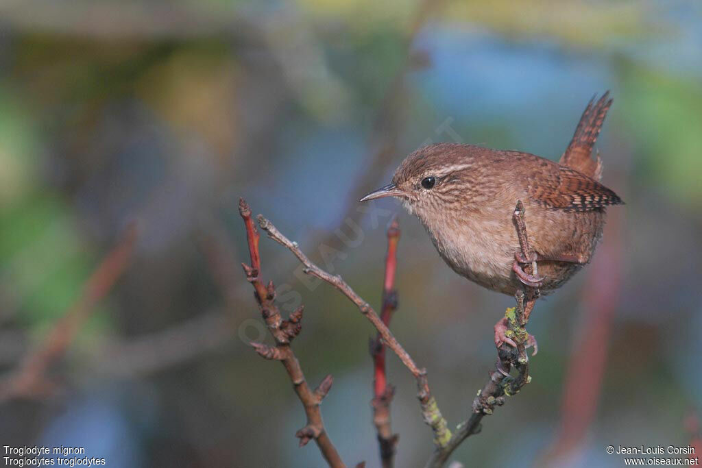 Eurasian Wren