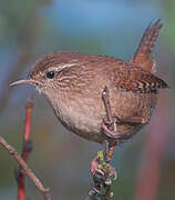 Eurasian Wren