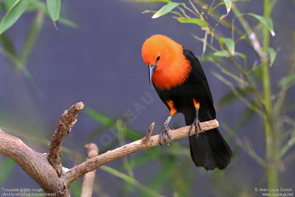 Scarlet-headed Blackbirdadult