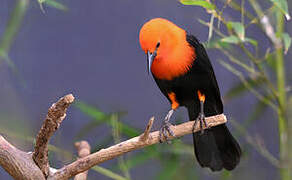 Scarlet-headed Blackbird