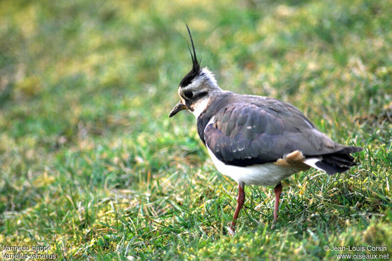 Northern Lapwing