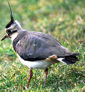 Northern Lapwing