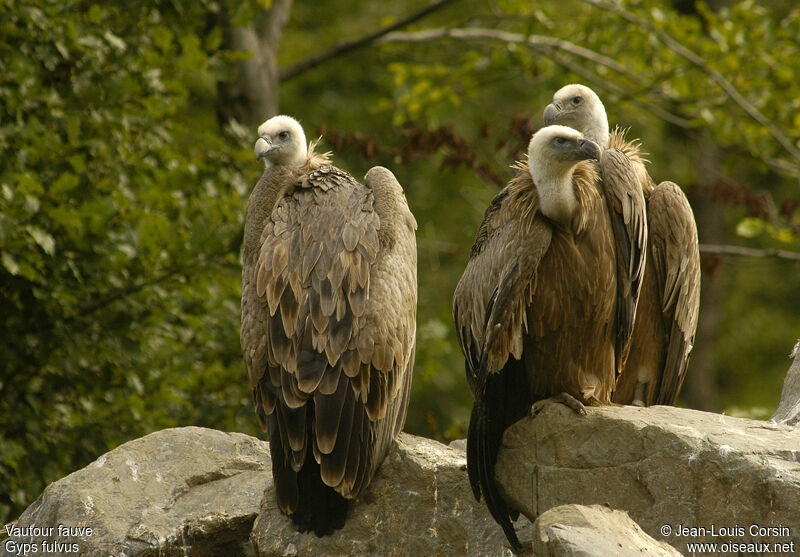 Griffon Vulture