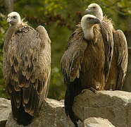 Griffon Vulture